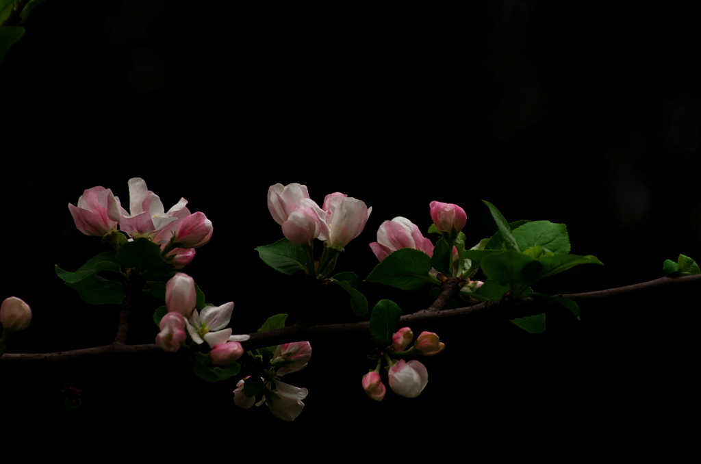 20160322-YBSP1421.jpg