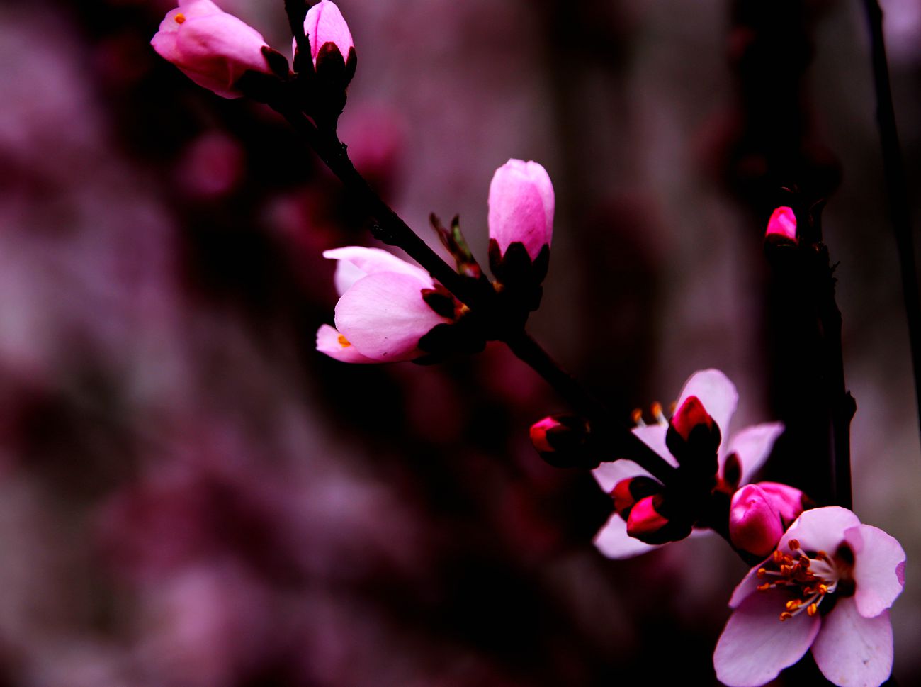 IMG_2987_副本.jpg