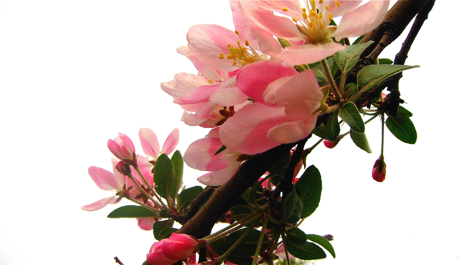 DSC07904_meitu_8.jpg