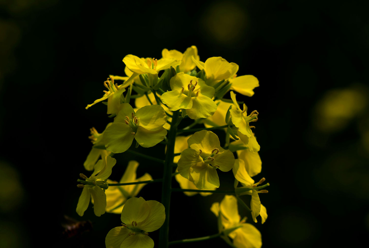 DSC_6885.JPG