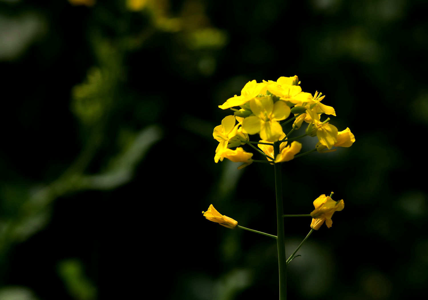 DSC_7020.JPG
