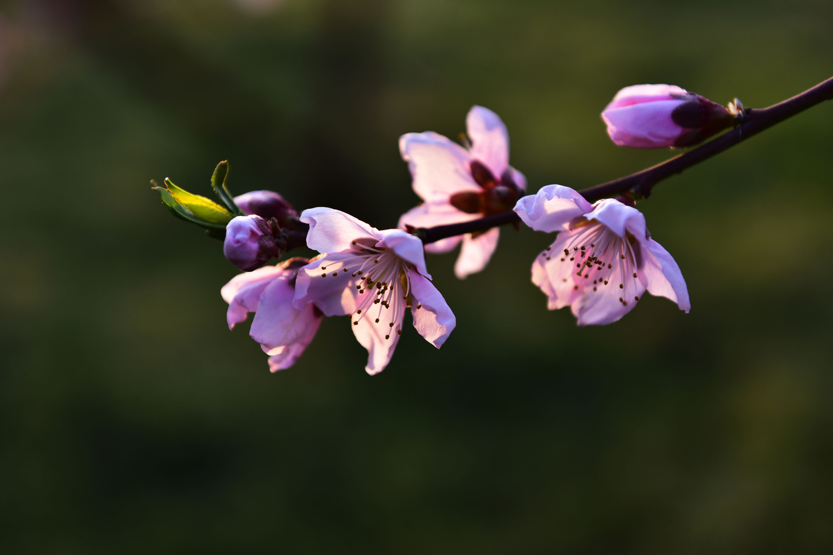 DSC_9810副本.jpg