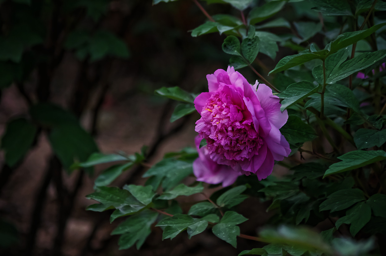 20160401_IMGP048IMGP_DxO.jpg