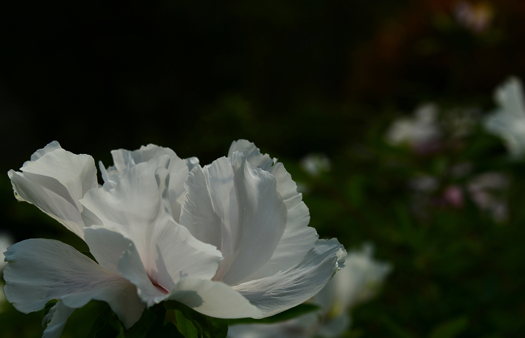 DSC_0568.JPG