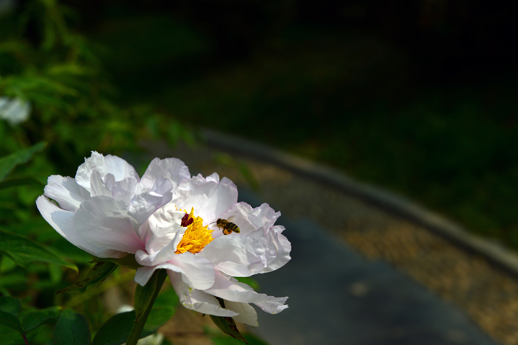 DSC_0523.JPG