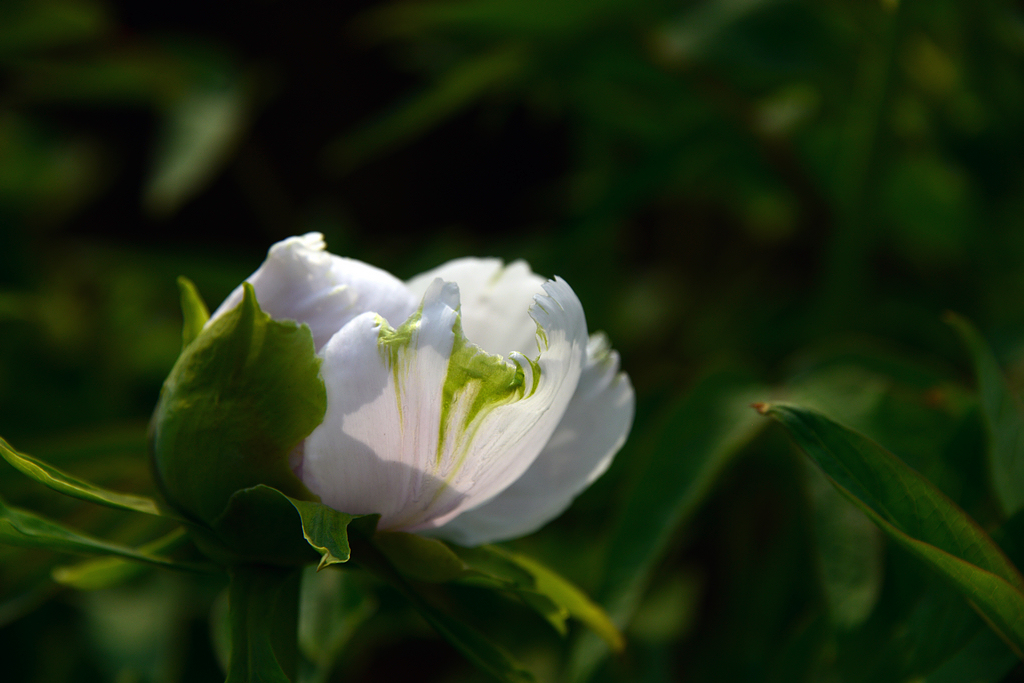 DSC_0434.JPG