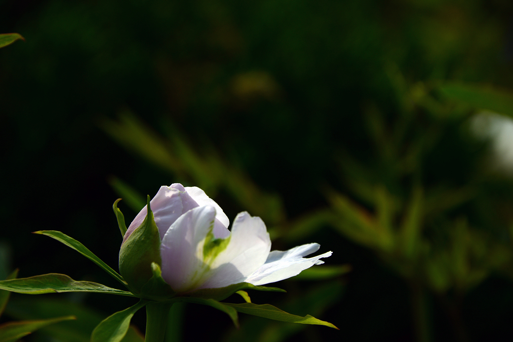 DSC_0431.JPG