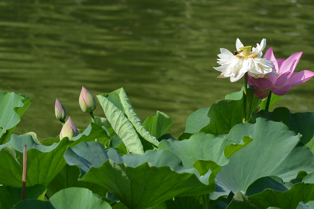 DSC_0896副本.jpg