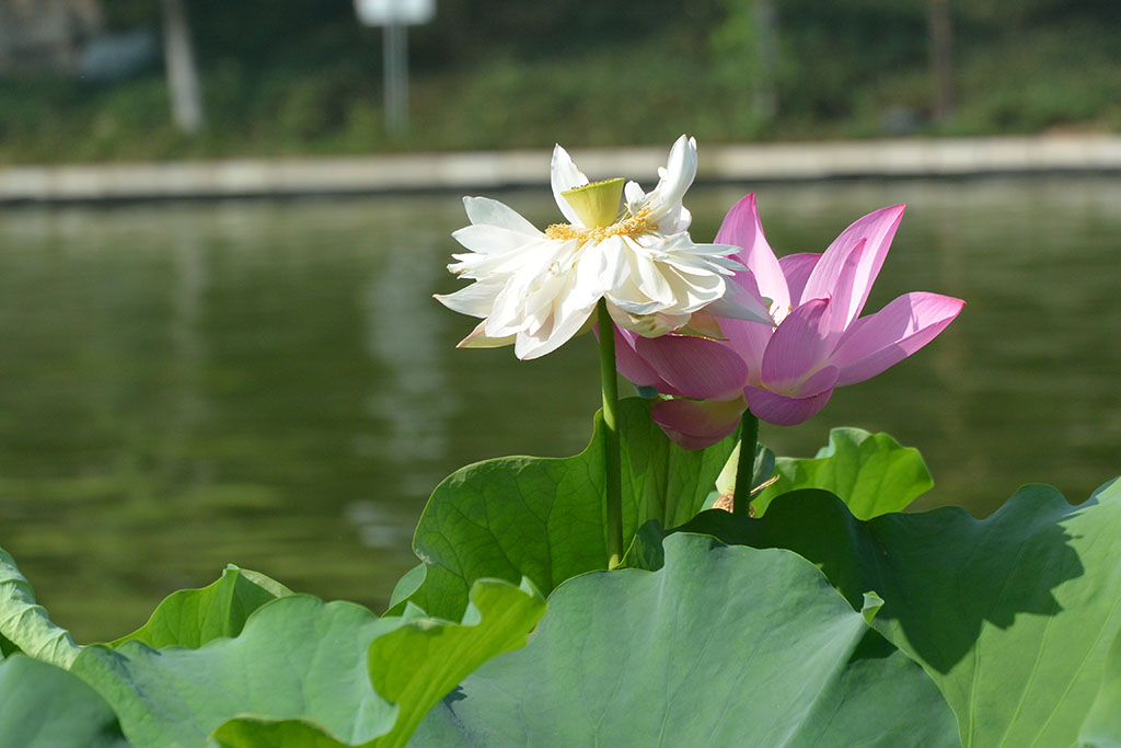 DSC_0902副本.jpg