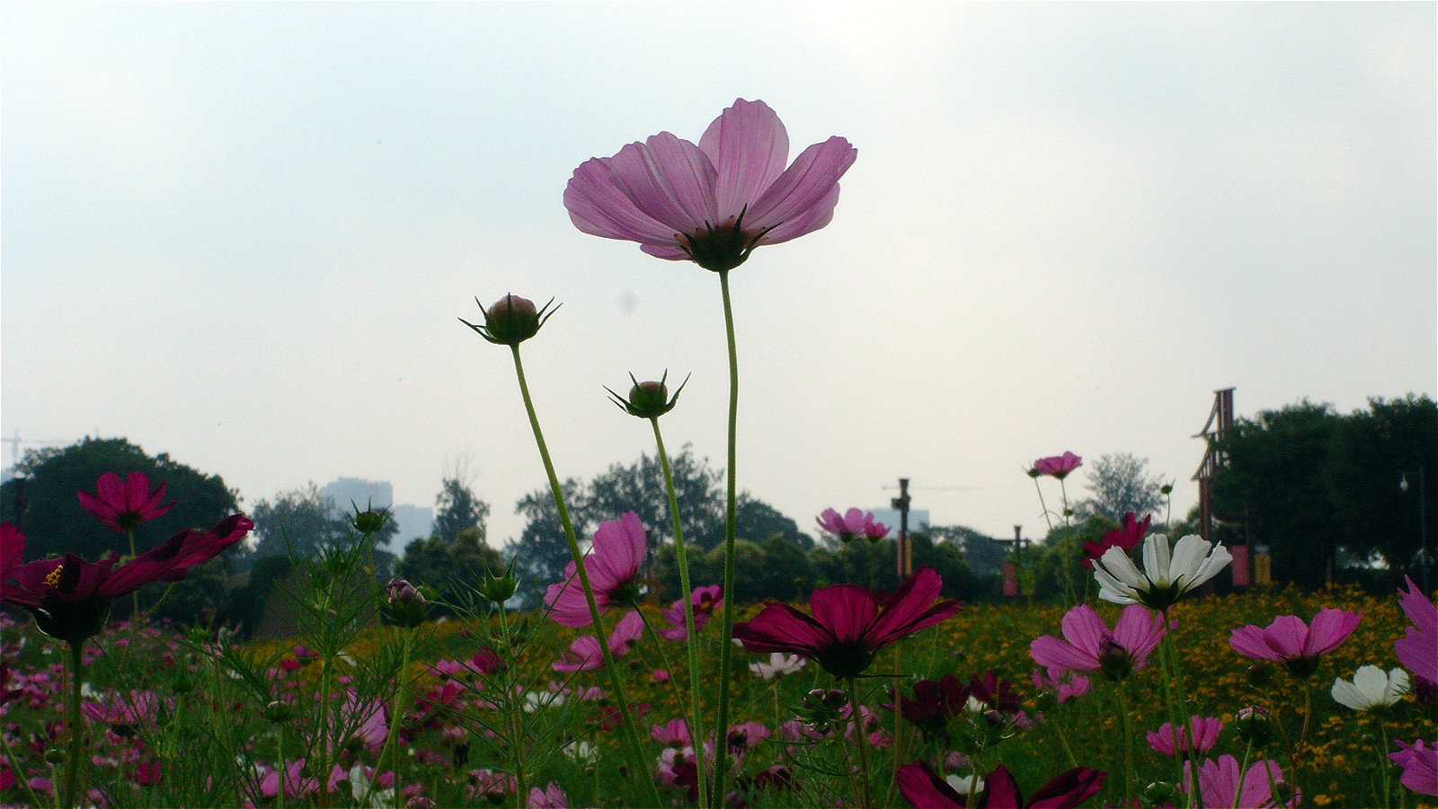 DSC03528_meitu_9.jpg