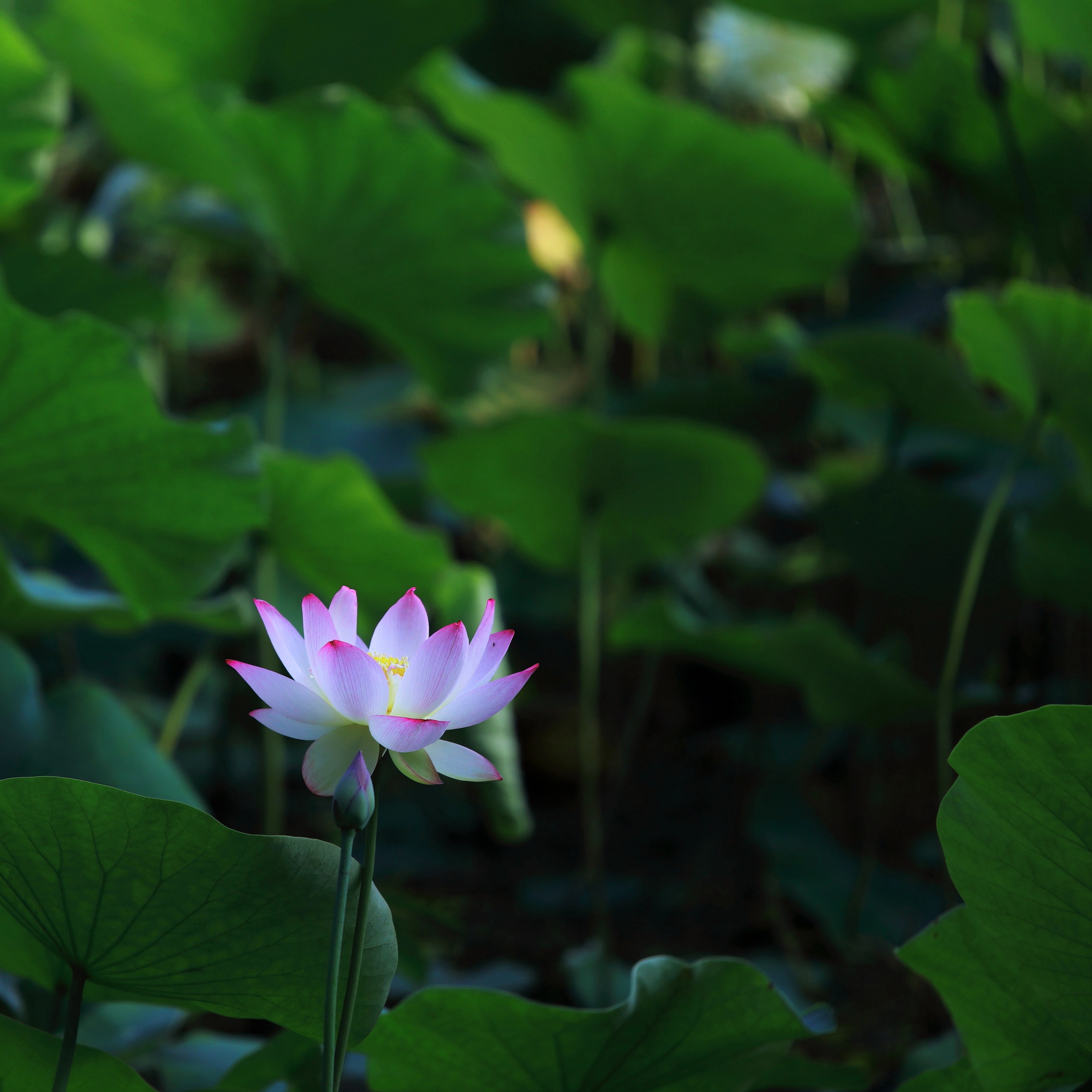 3B0A6110.JPG