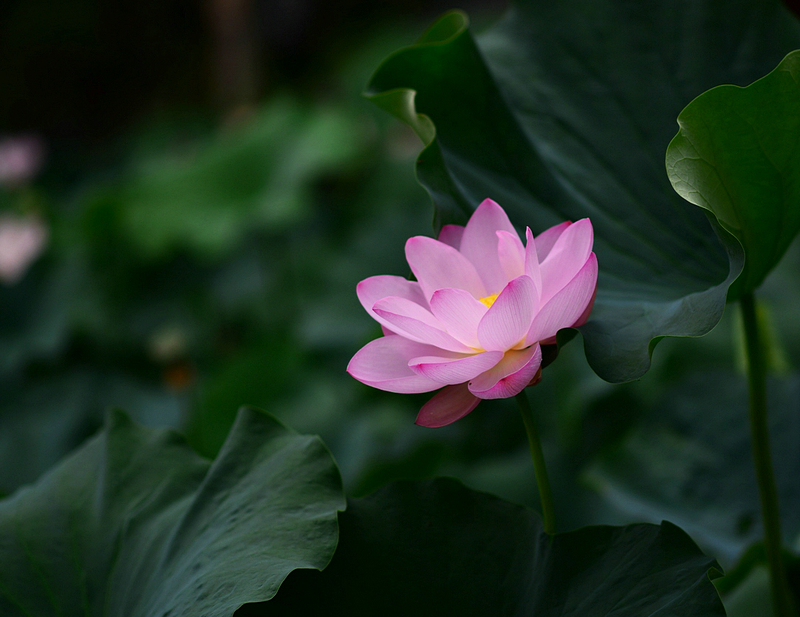 DSC_4881.jpg