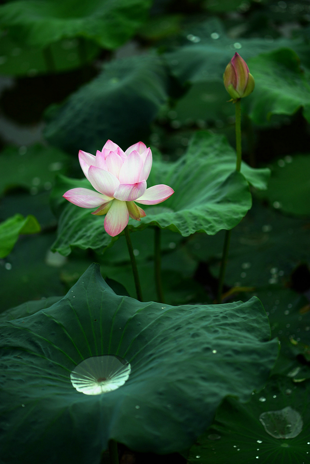 DSC_4898.jpg