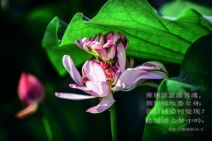 DSC_3332副本004.jpg