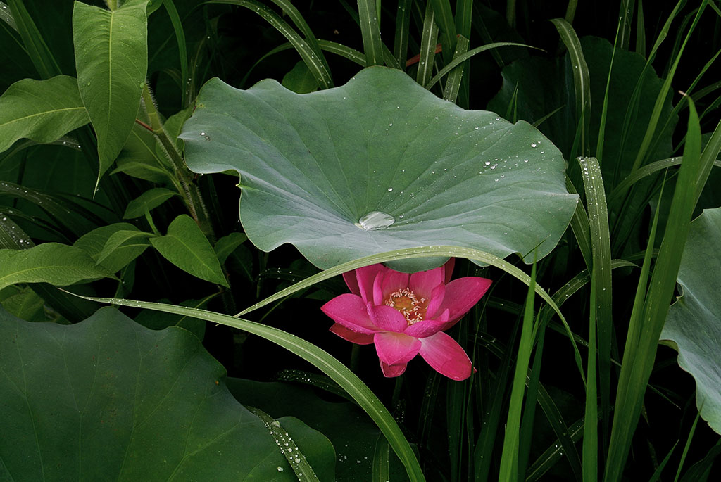 DSC_8189副本.jpg