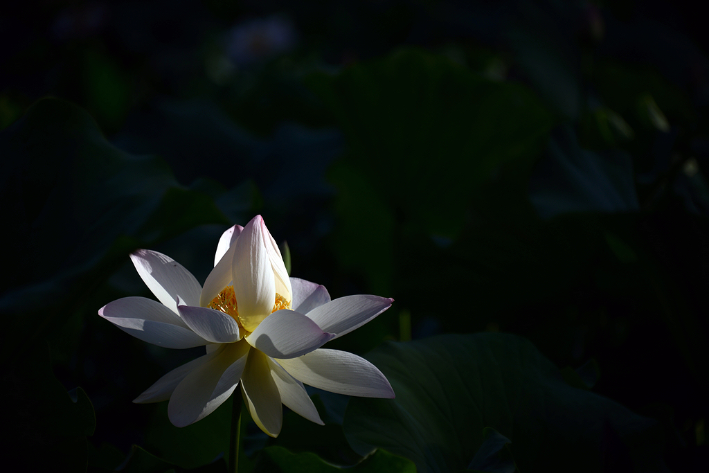 DSC_7206.JPG