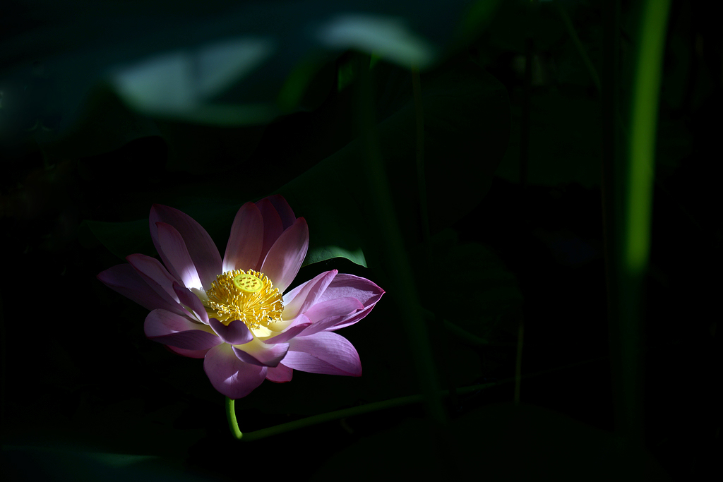 DSC_7249.JPG
