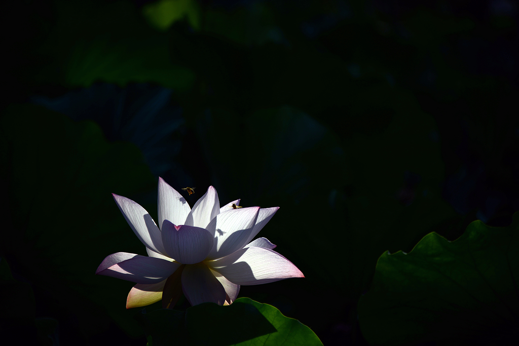 DSC_8409.JPG
