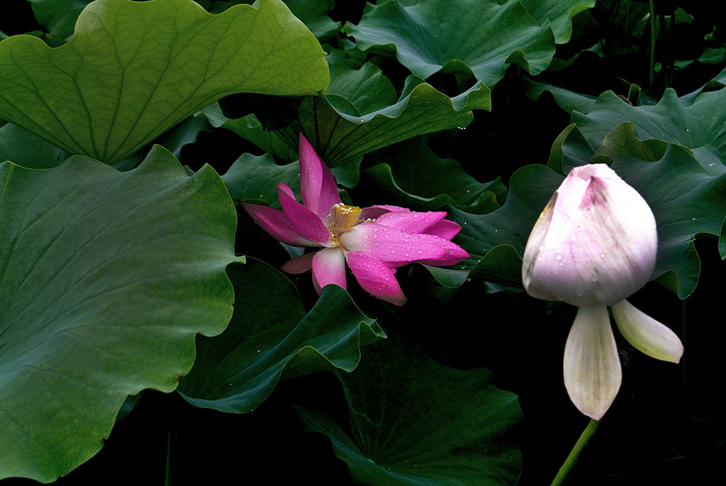 DSC_8178副本.jpg