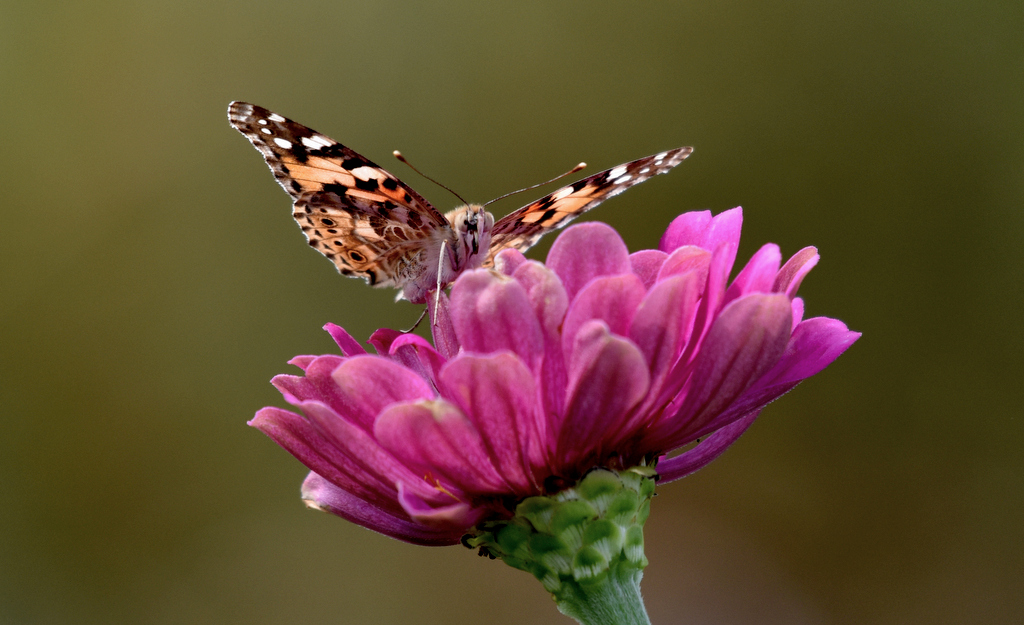 DSC_3194.jpg