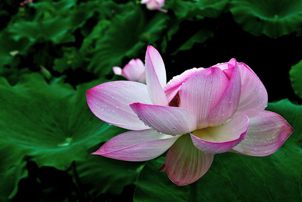 DSC_8190副本.jpg