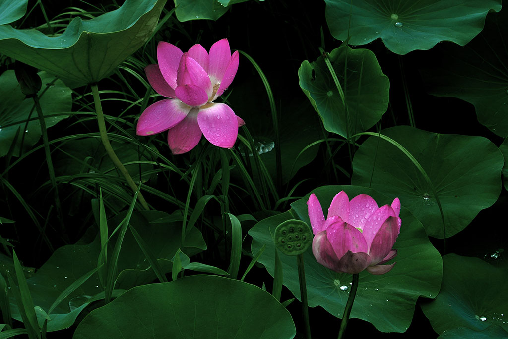 DSC_8187副本.jpg