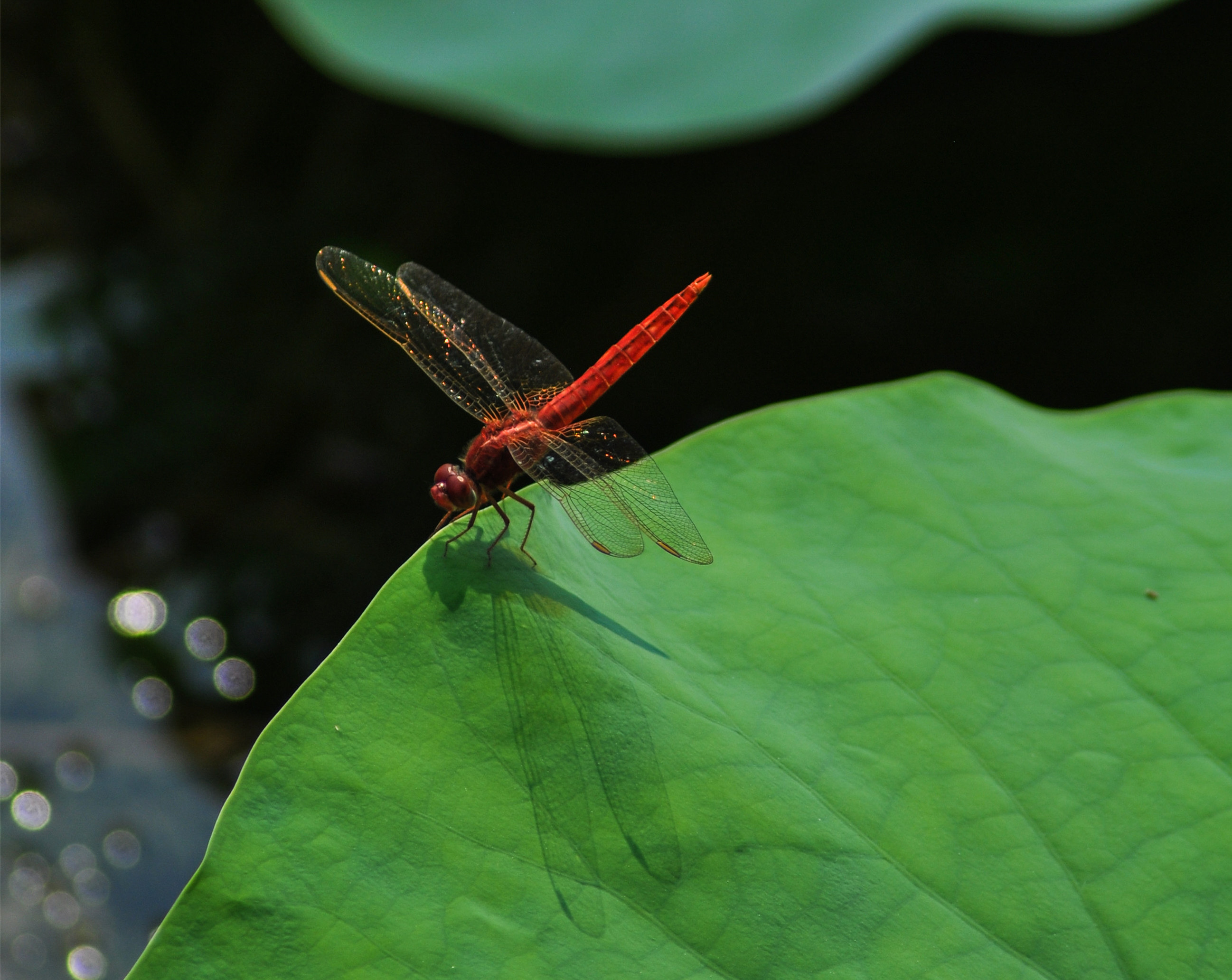 DSC_0560_副本_副本.jpg