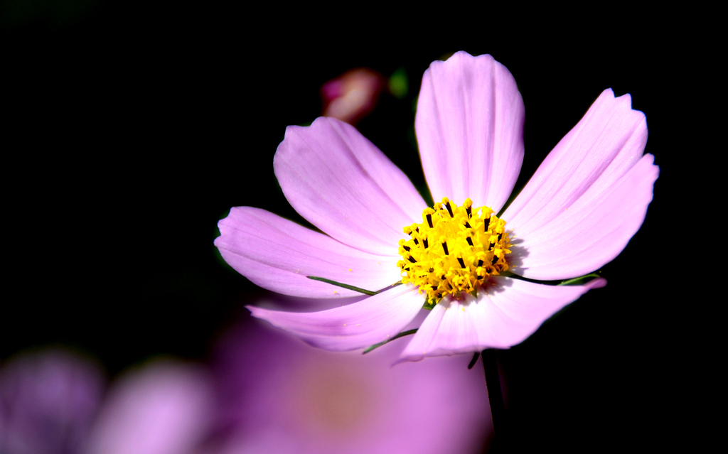DSC_3120_40312.jpg