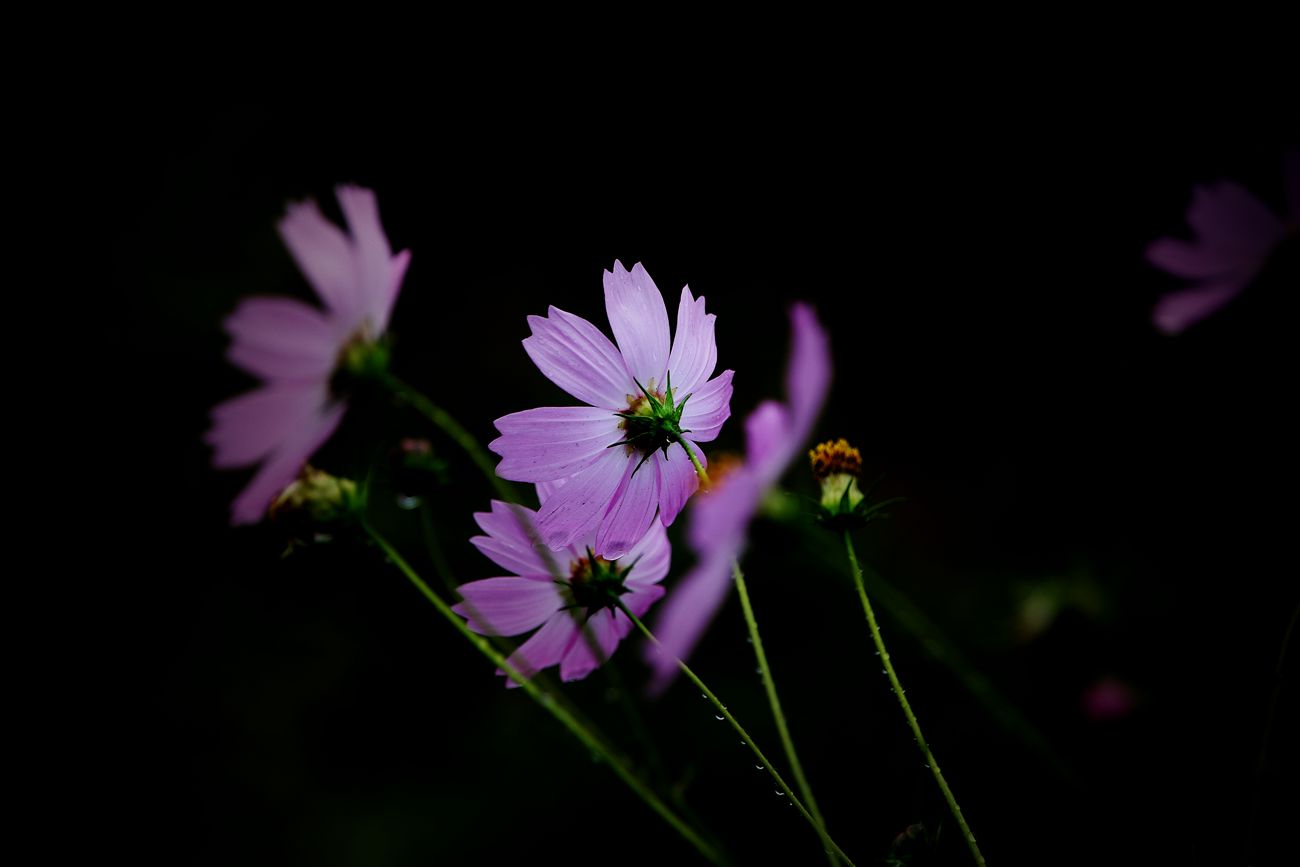 IMG_9515_副本.jpg