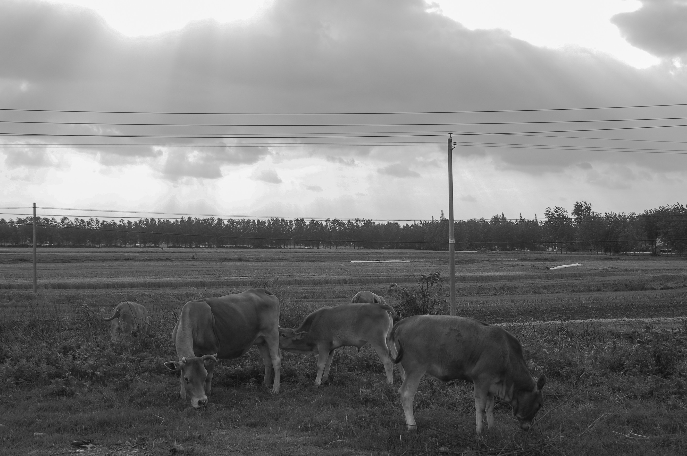 DSC_6850_副本.jpg