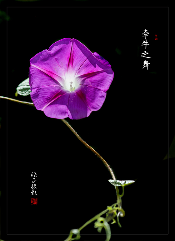 LIU_2721副本副本.jpg