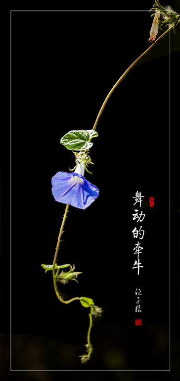 LIU_2735副本副本.jpg