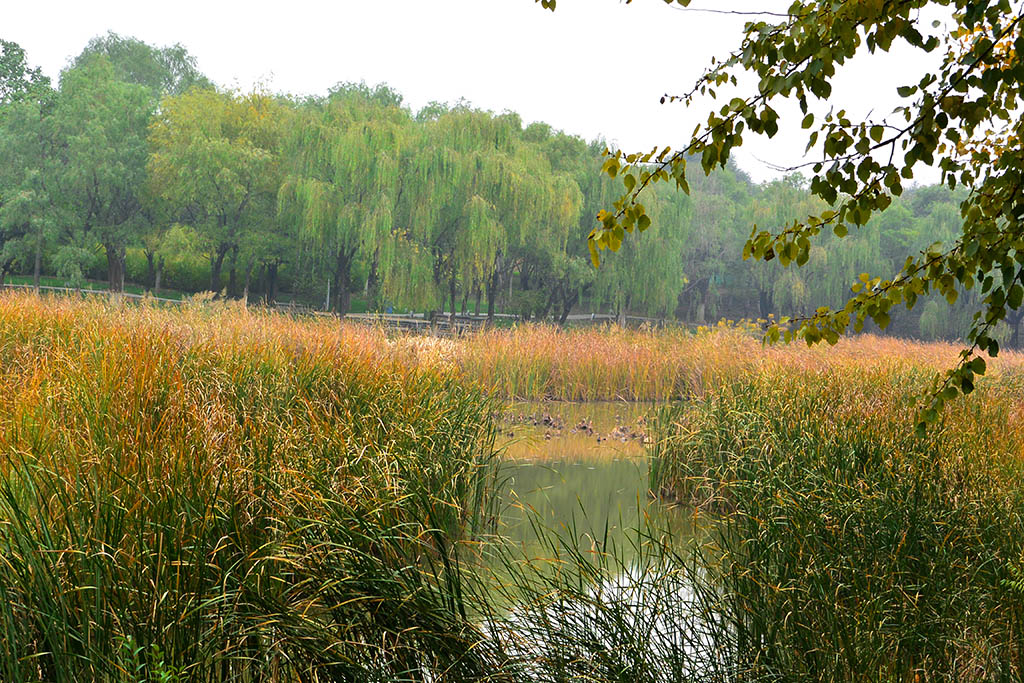 DSC_3403副本.jpg