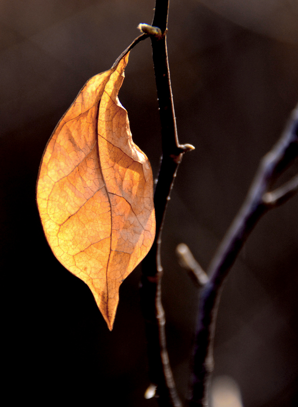 DSC_4170_254412.jpg