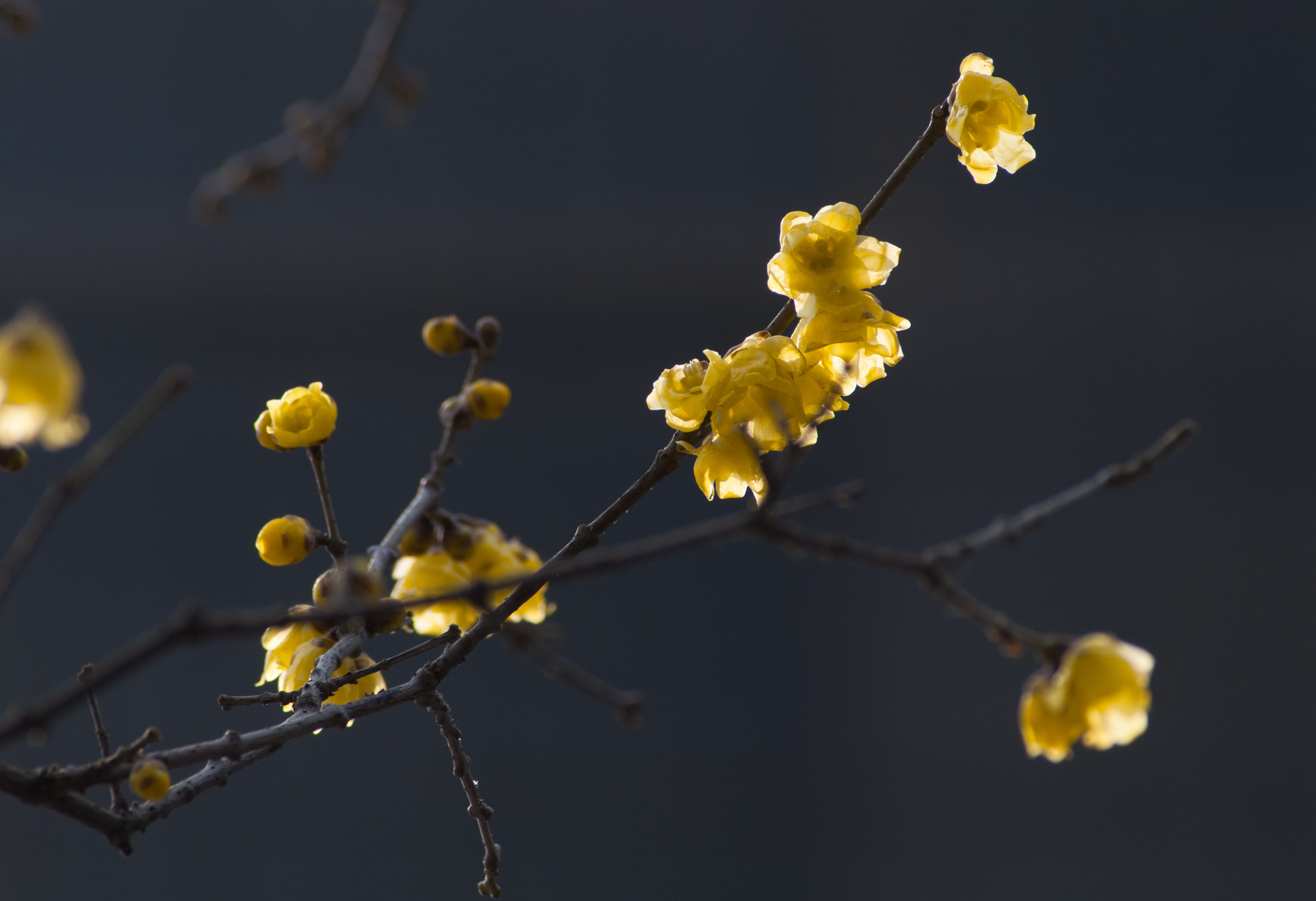 DSC_0886_副本.jpg