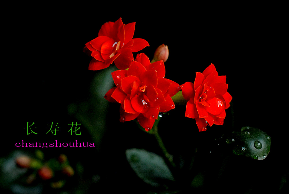 长寿 花.jpg