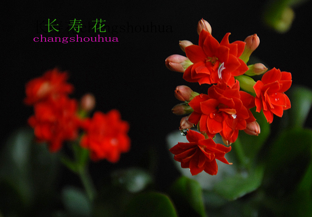 长寿 花 (1).jpg