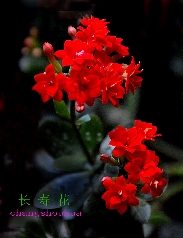 长寿 花 (2).jpg