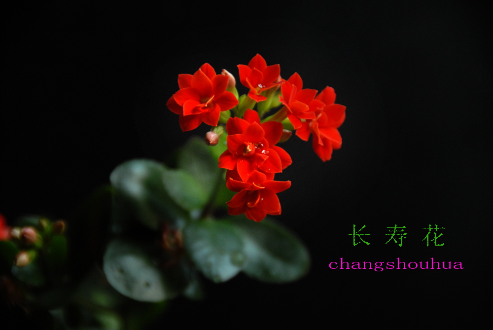 长寿 花 (5).jpg