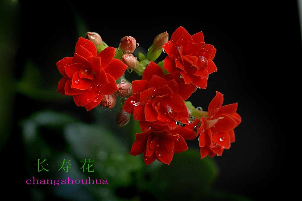长寿 花 (9).jpg