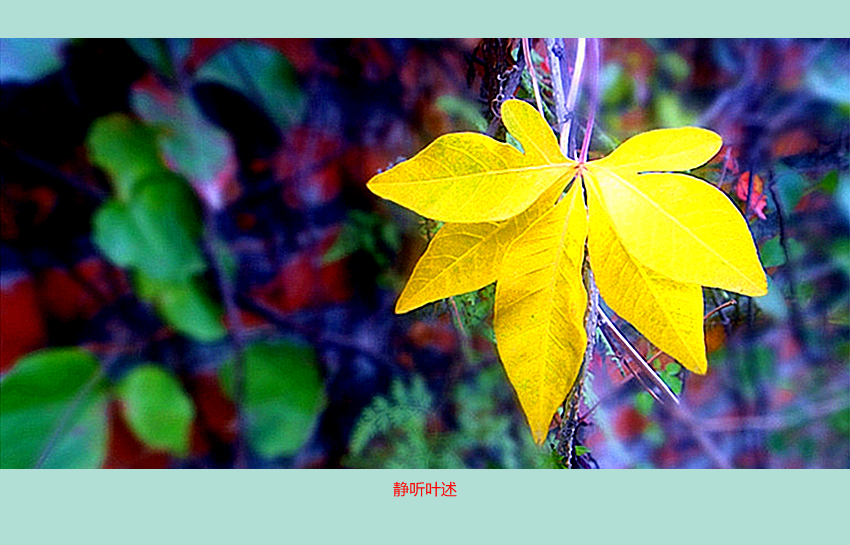 081410m6lqk4uq1huh1fzb_副本_副本.jpg