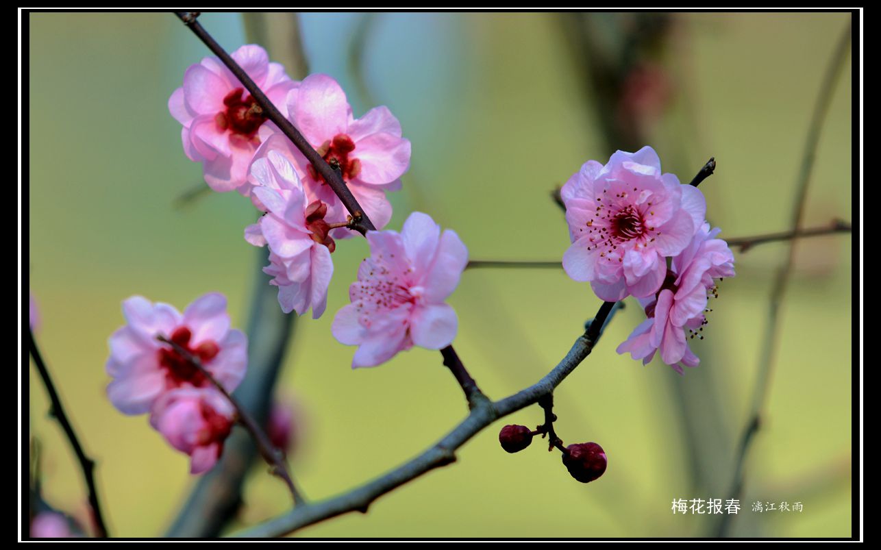 DSC_4017_副本.jpg