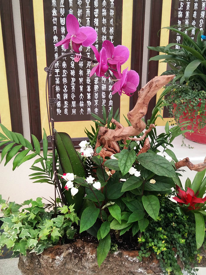 蝴蝶兰 (11).jpg