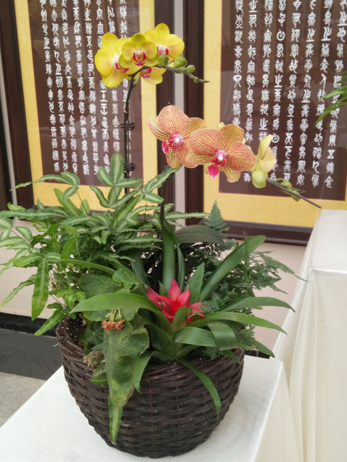蝴蝶兰 (12).jpg