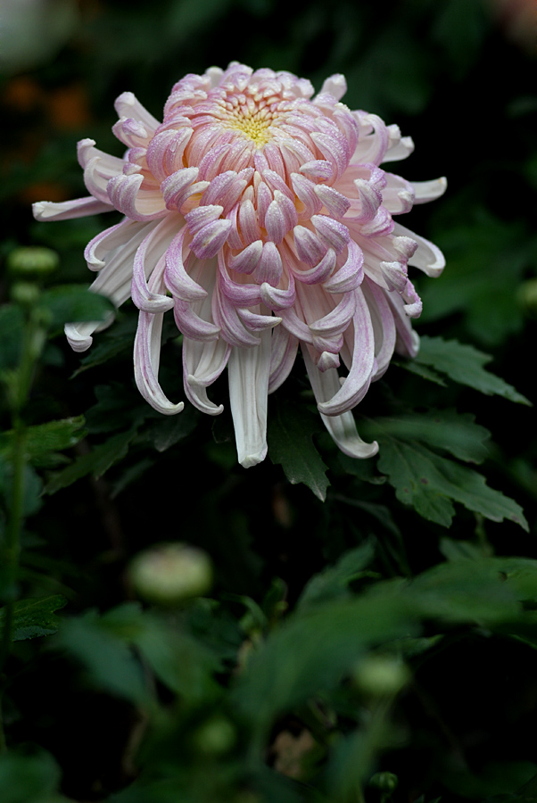 秋菊 (2).jpg