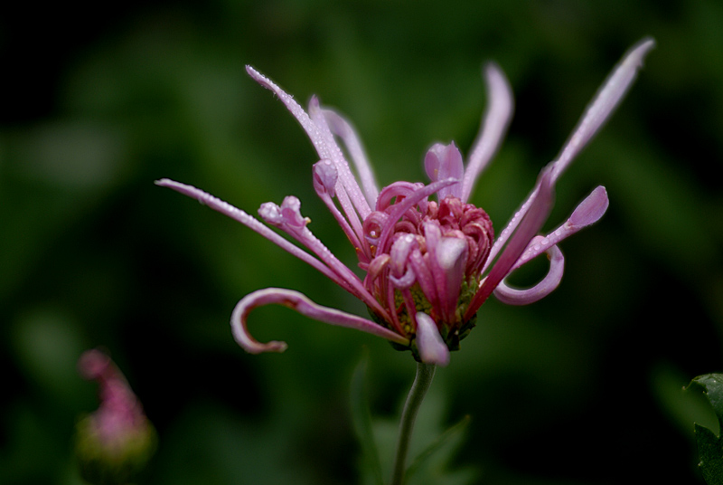 秋菊 (8).jpg