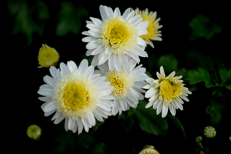 秋菊 (10).jpg