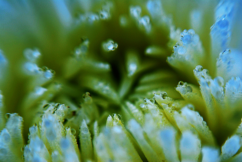 秋菊 (11).jpg