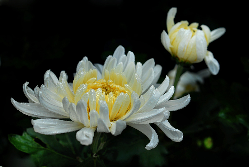 秋菊 (14).jpg