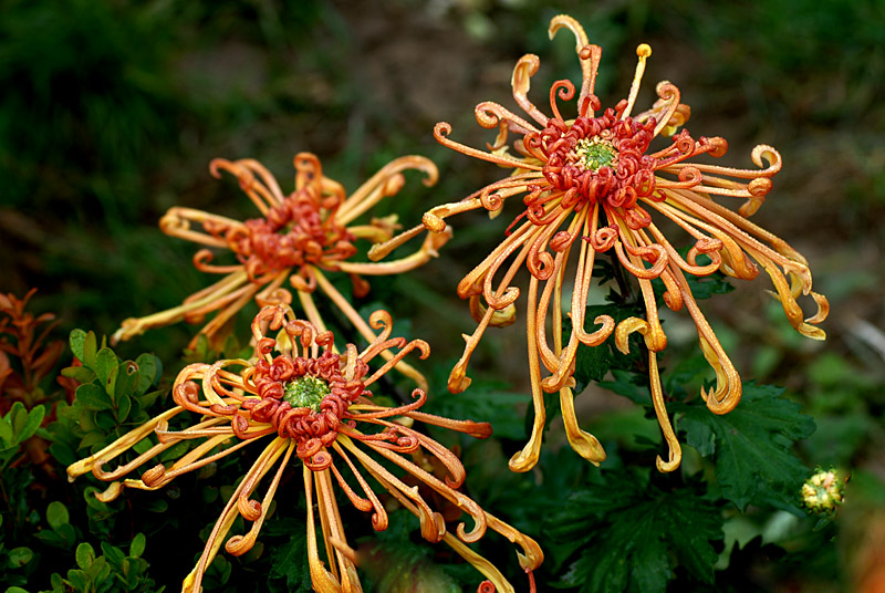 秋菊 (16).jpg